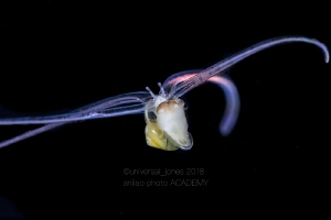 "Snail" Blackwater dive by Wayne Jones 